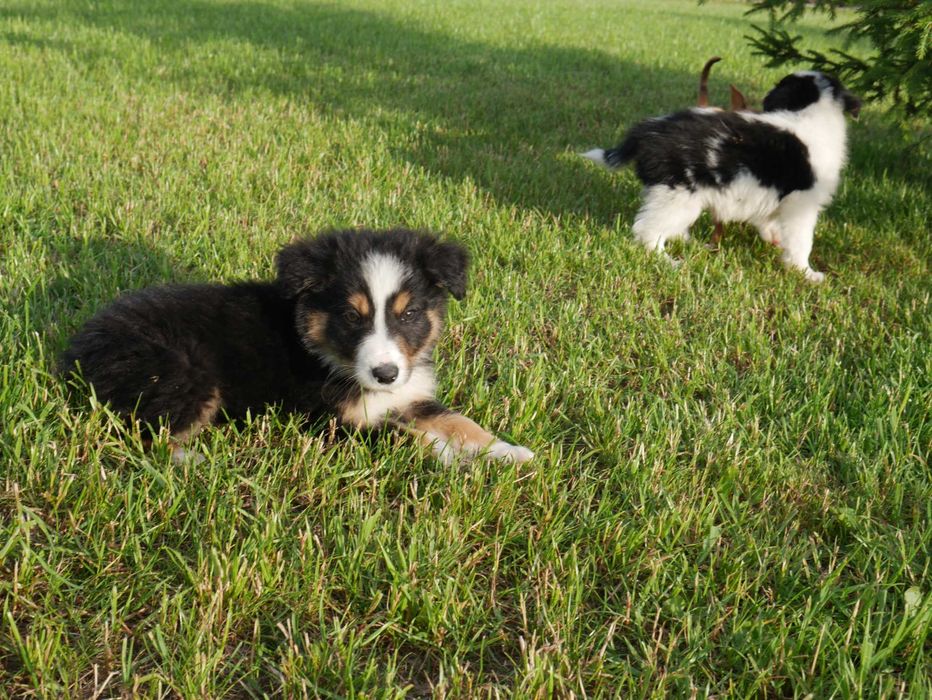 Border Collie pies