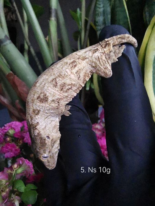 Gekon nie Orzęsiony