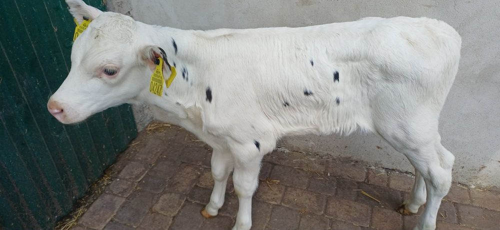 Sprzedam 2 jałoweczki na mleko