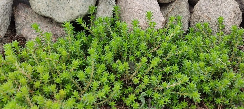 rozchodnik ostry Sedum