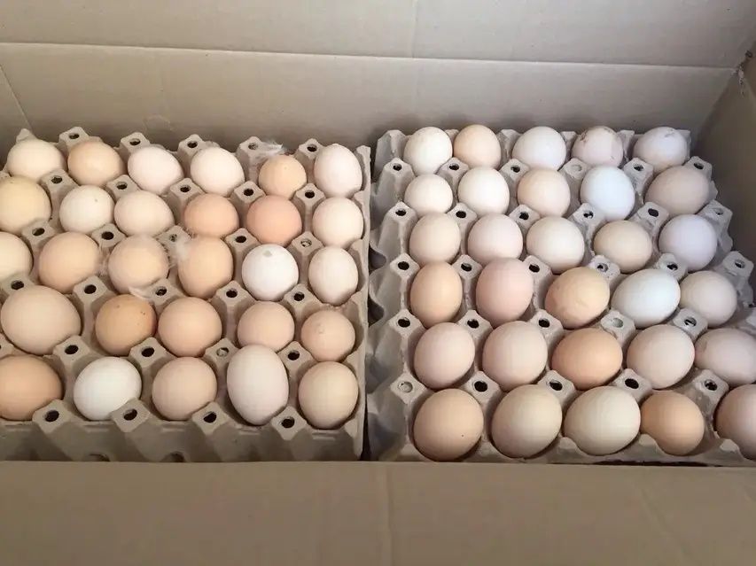 Якісне інкубаційне яйце Cobb 500 — без посередників