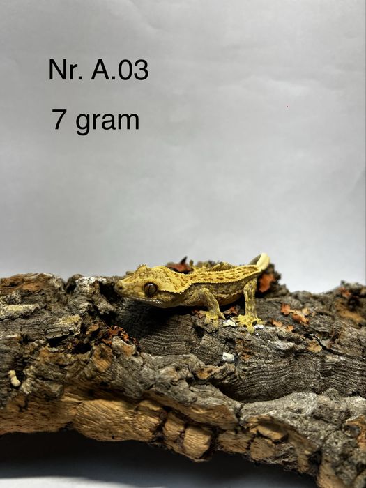 Gekony Orzęsione (Maluchy, Podrostki, Samica, Samiec)