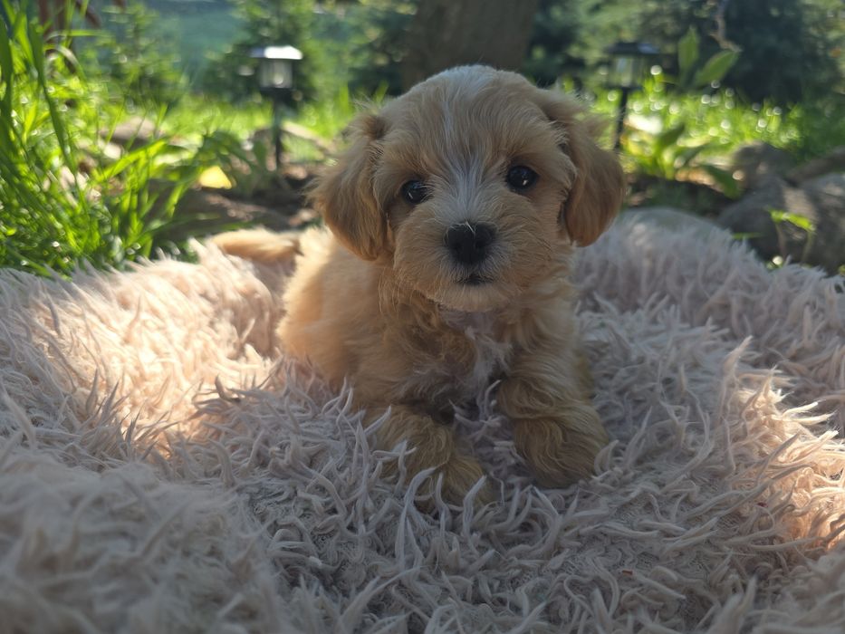 Maltipoo mini maleńki chłopiec
