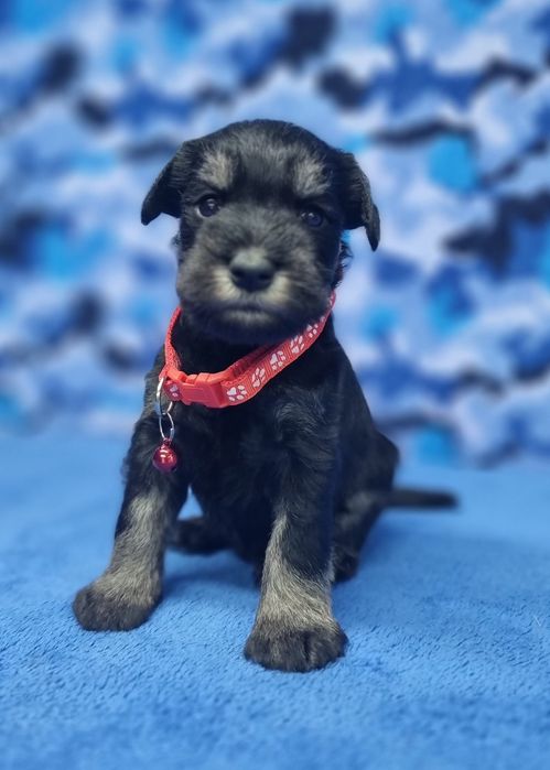 Цуценята цвергшнауцера