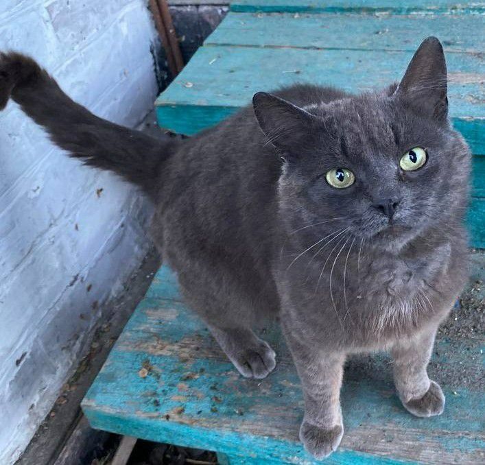 Віддам котиків у добрі руки