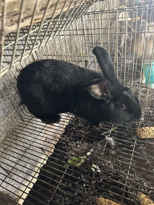 Coelhos cruzados de borboleta com gigantes