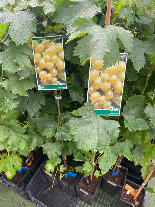 Videiras várias variedades