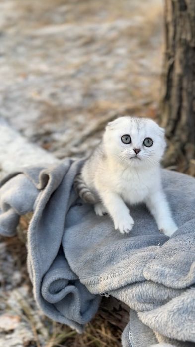 Шотландка чистокровна породиста срібна шиншила дівч фоллд