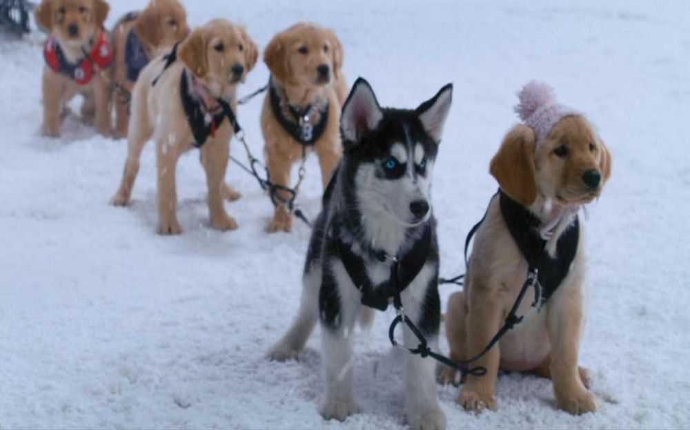 SNOW BUDDIES - Aventuras na Neve (Os adoráveis cachorros da DISNEY)