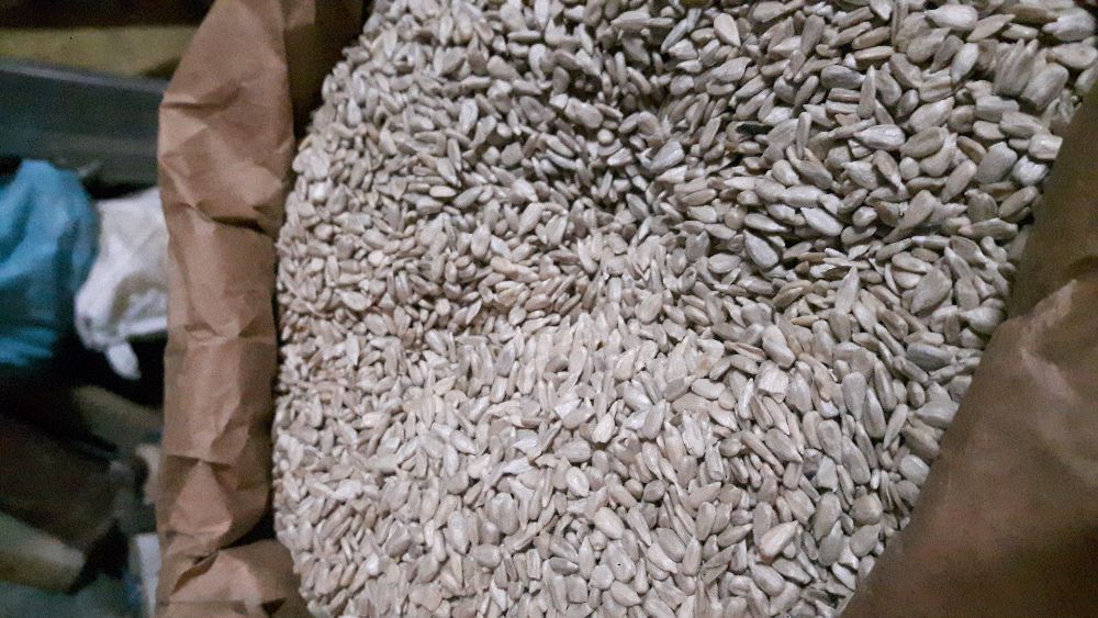 Słonecznik łuskany 25Kg NA OLEJ wysyłka GRATIS