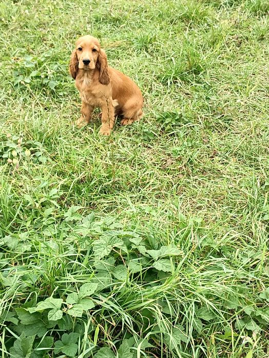 Cocker spaniel angielski
