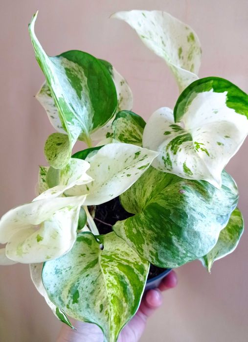 Продам сциндапсуси 14 сортів