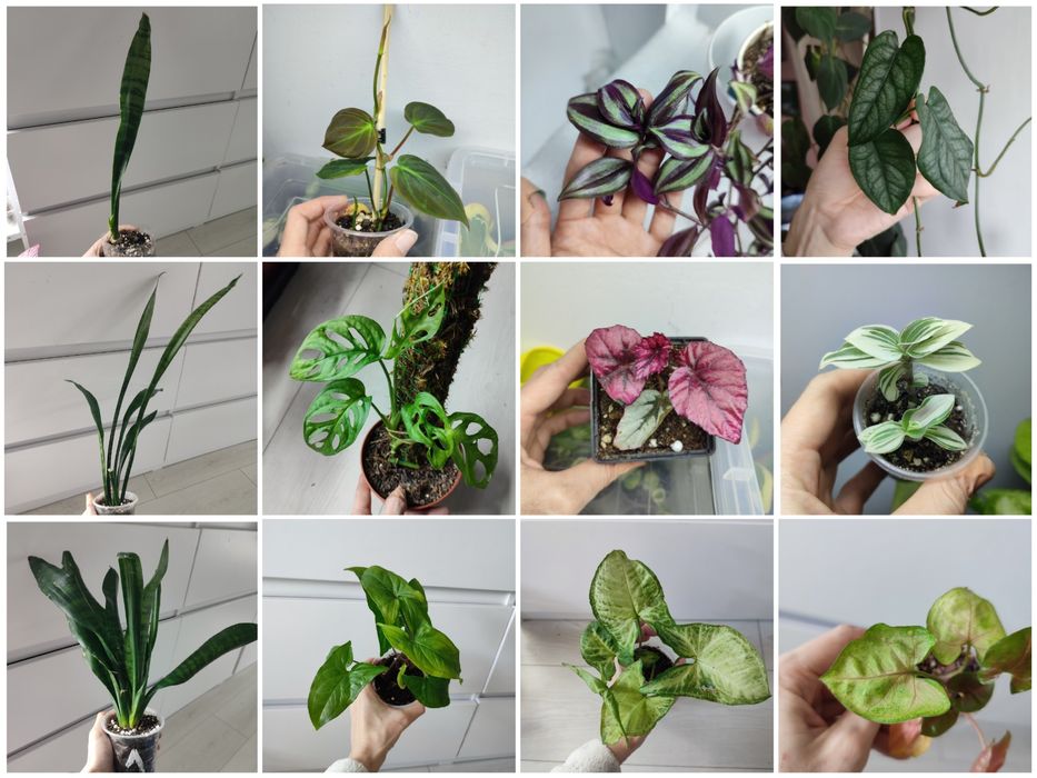 Продаж рослин, кімнатні рослини