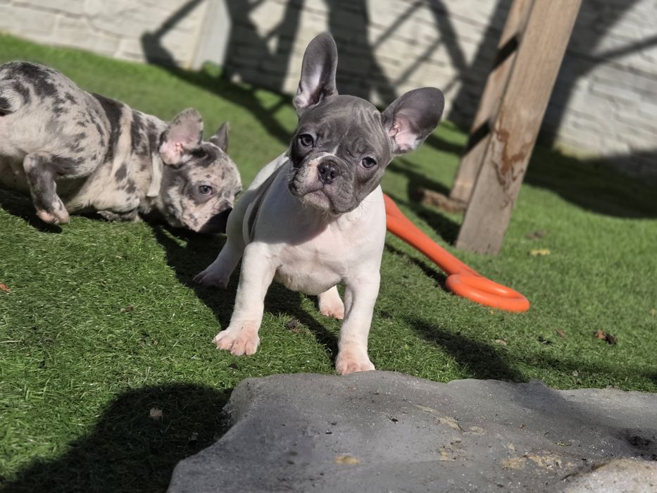Французький бульдог  малесенька принцеса