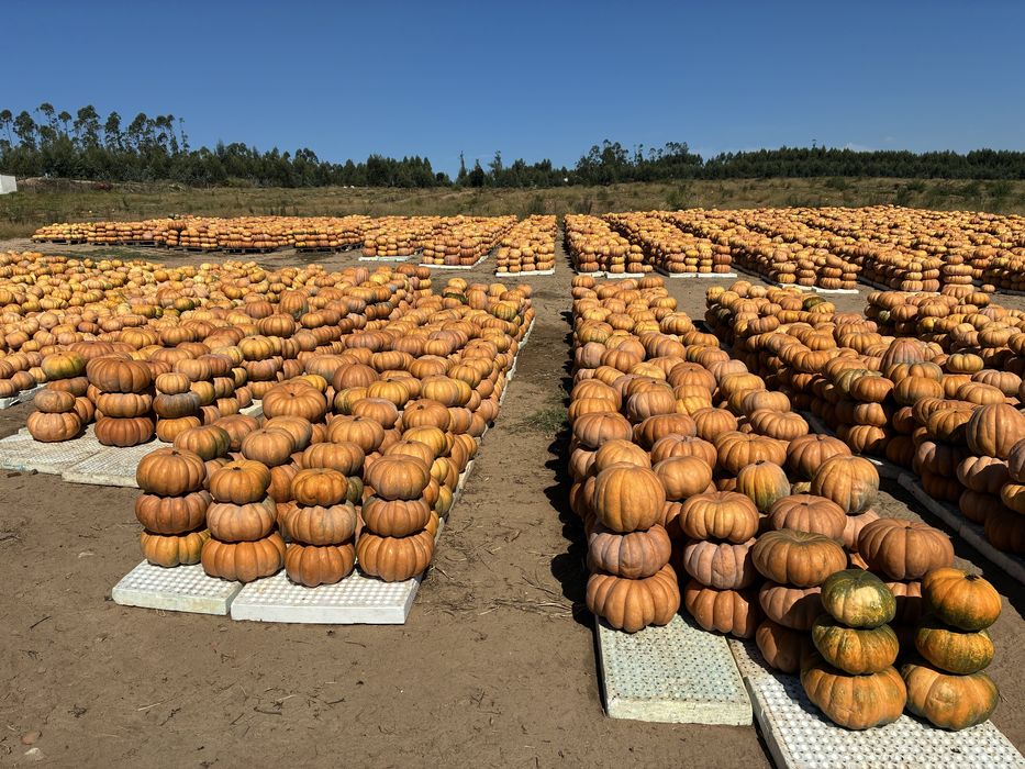 Abóboras  variedade musquee