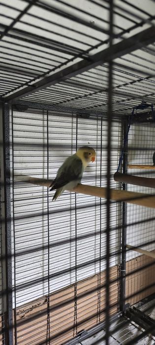 Casal de fishers opalinos