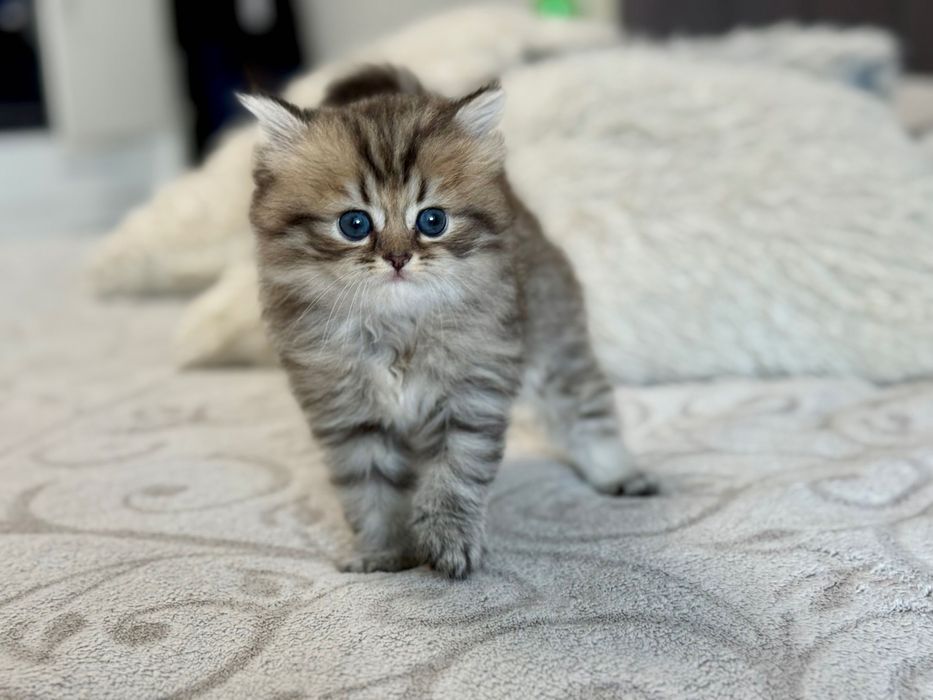 Чудові муркотунчики британської золотої шиншили