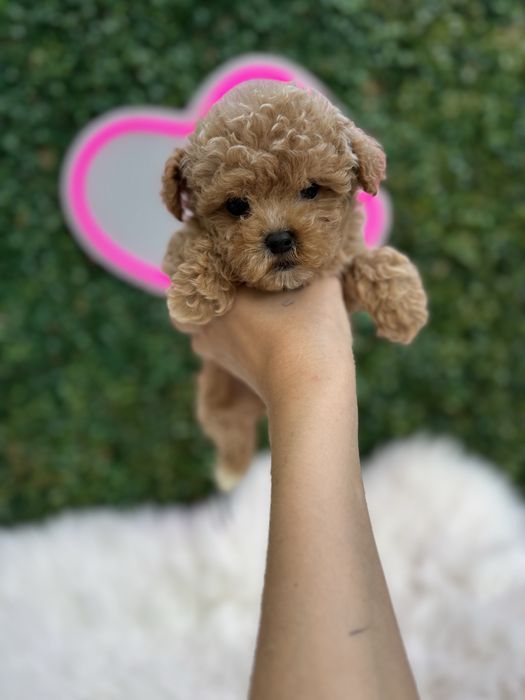 Найкращої якості мальтипу