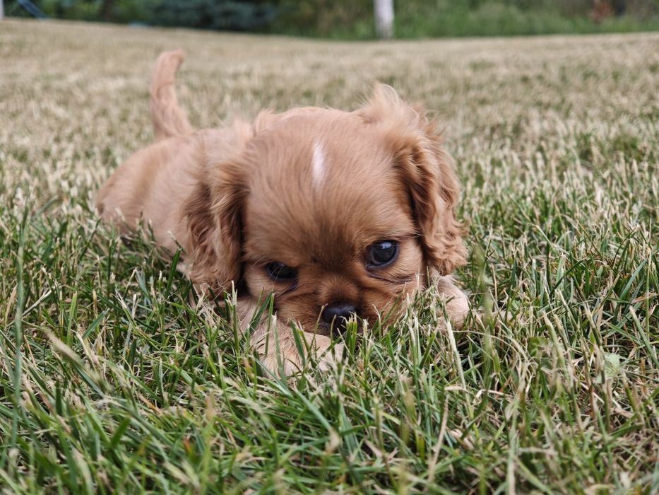 Cavalier King Charles Spaniel FCI