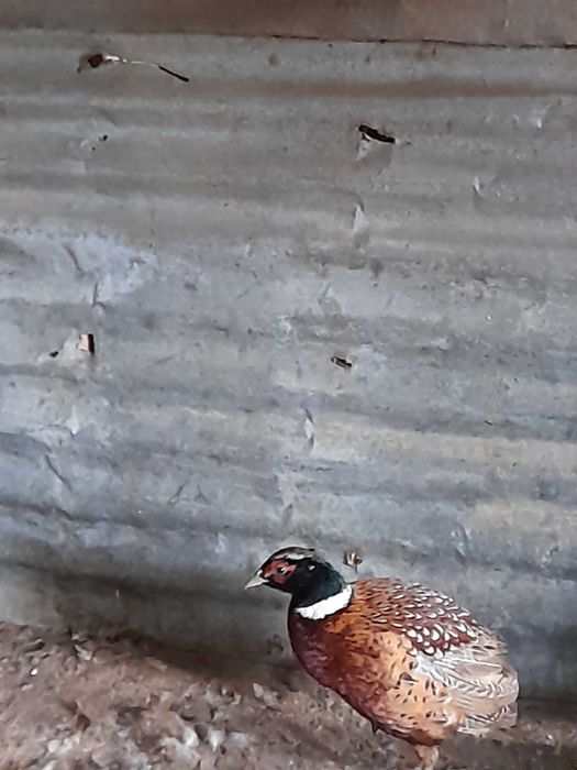 Patos e faisões canários