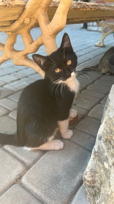 Кошенята Безкоштовно