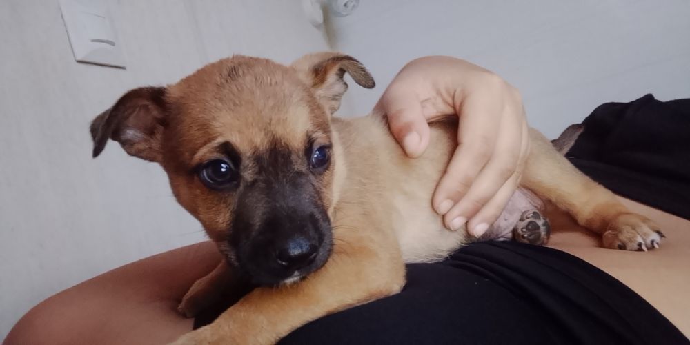 Cãozinho para adoção