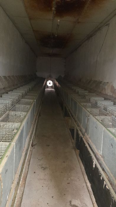 Jaulas para coelhos