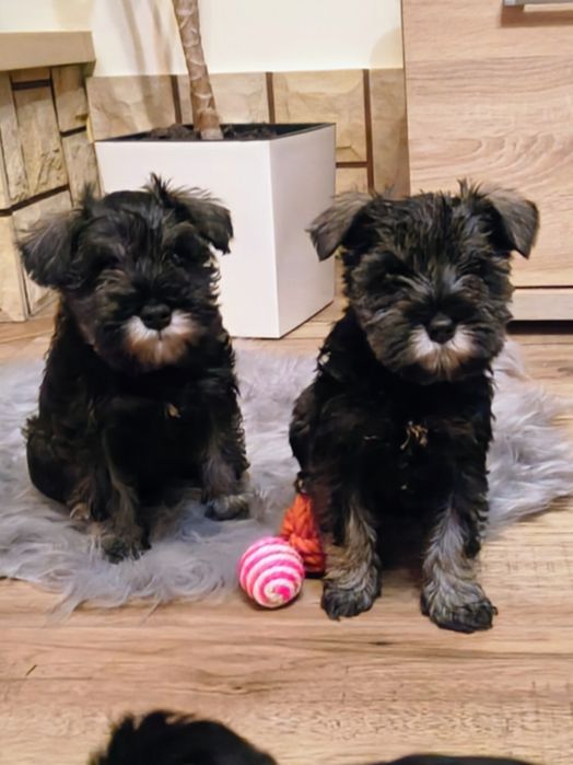 Sznaucer miniaturowy