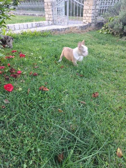 Bulldog francês macho com olhos azuis
