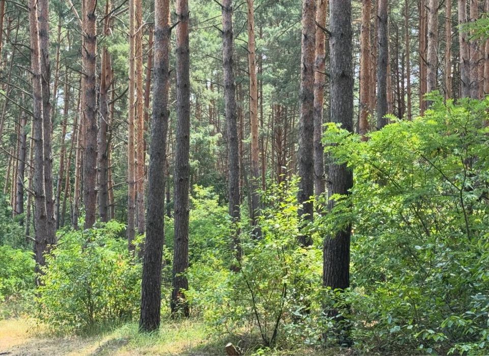 Земельна ділянка влісі близ Київа