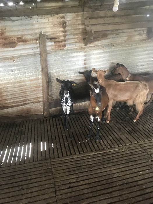 Vendo 5 cabras boas  b4
