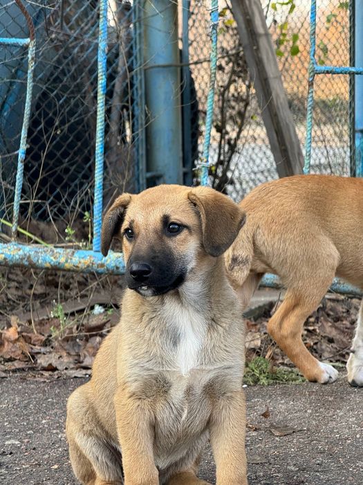 Шукаємо родини для цуциків