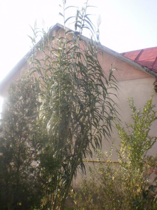 Арундо (гігант), бамбук, пампасна та тигрова трава