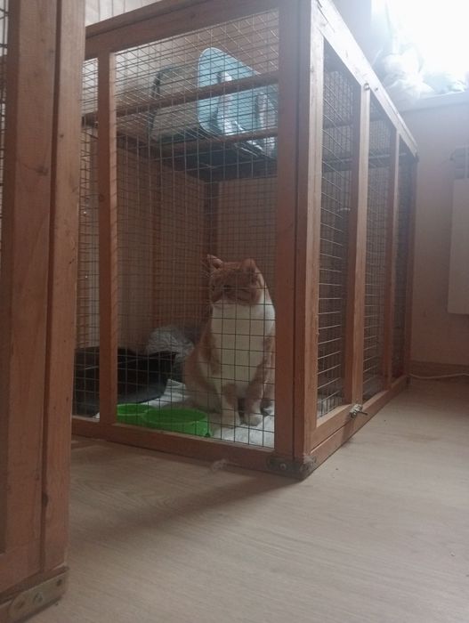 Продам бізнес перетримка собак та котиків