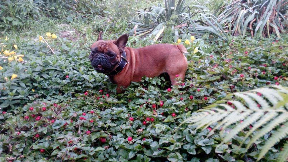 Кобель для вязки франзуский бульдог ,КСУ, Красно махогонный ,титулован