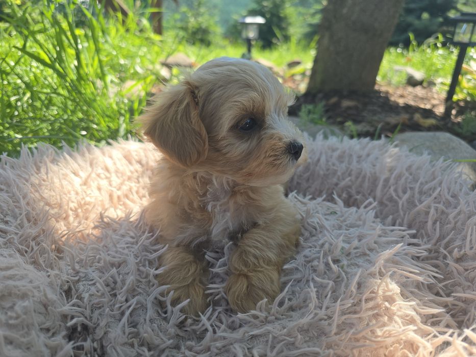 Maltipoo mini maleńki chłopiec