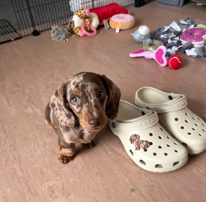 Таксята шоколадний мрамор хлопчики