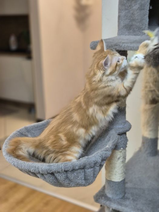 Kocurek Syberyjski OLO rodowód FIFE FPL