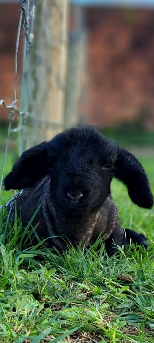 Ovelhas Suffolk machos e fêmeas