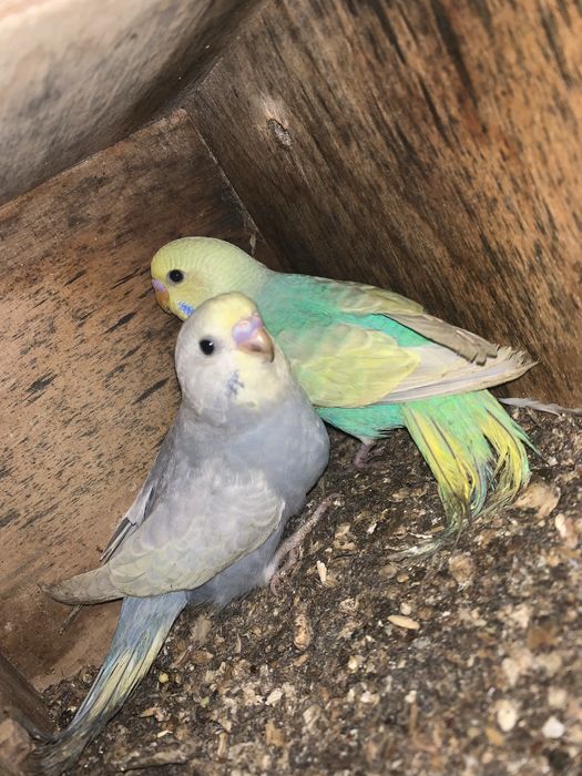 Periquitos disponiveis para venda ou troca