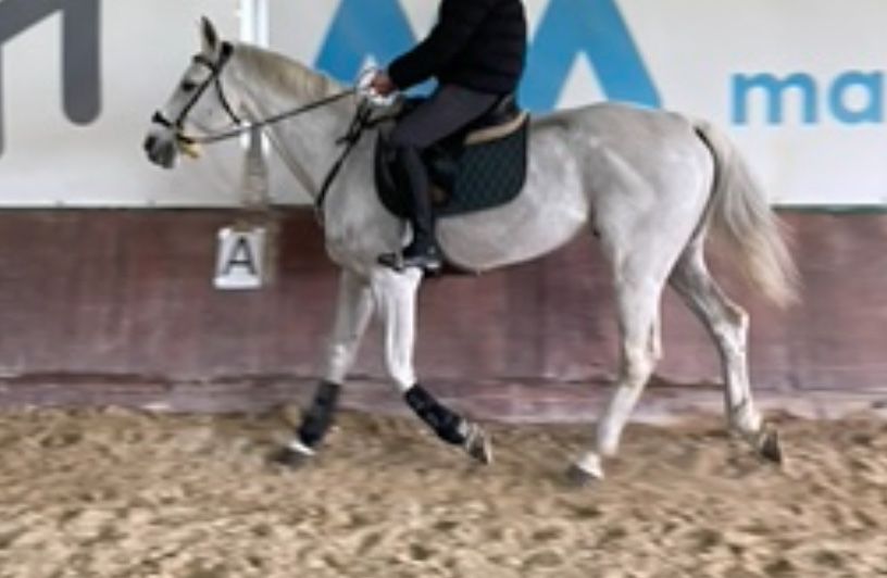 Cavalo para lazer