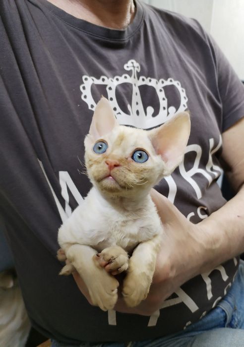 Девон Рекс хлопчик