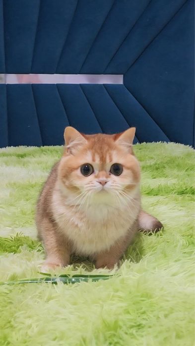 Хлопчик золота шиншила