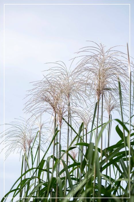 Miskant  Olbrzymi Meild rhizomy sadzonki