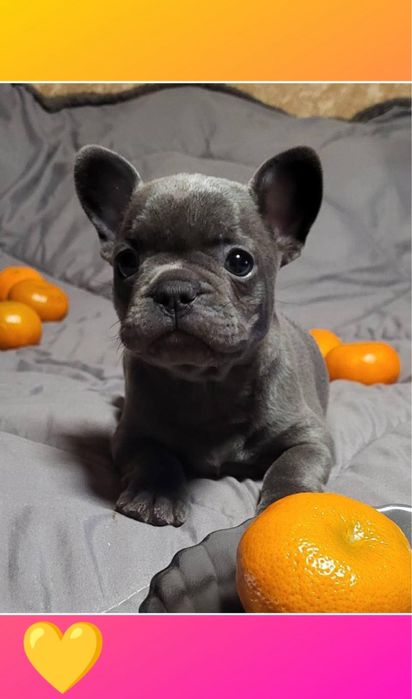 Блакитний міні французик