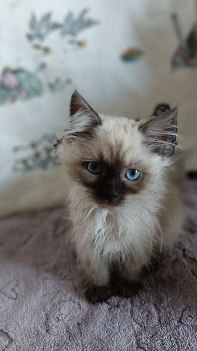 Невська маскарадна дівчинка 2,5 міс