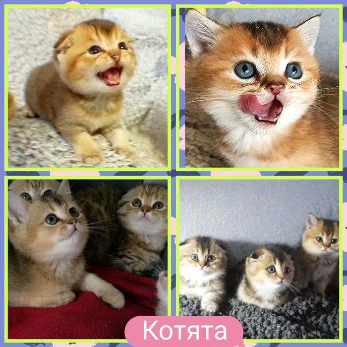 ШИКАРНИЙ котик жде дівчаток.