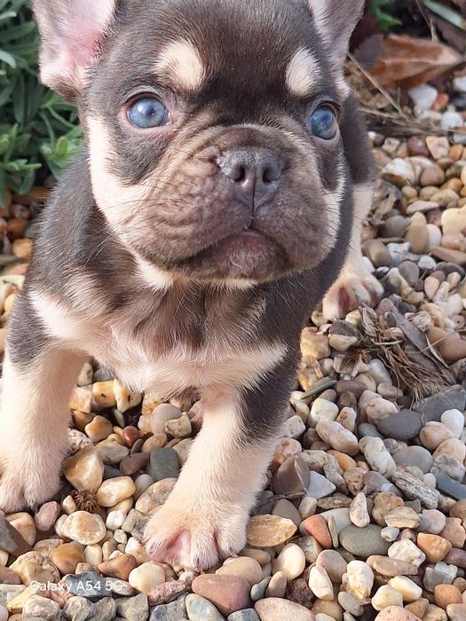 Bulldog Francês Choco Tan Menino