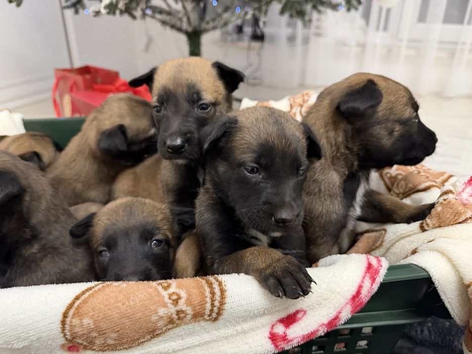 Малінуа. Бельгійська вівчарка