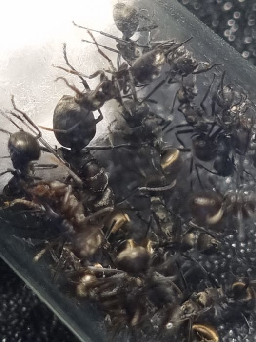 Polyrhachis dives